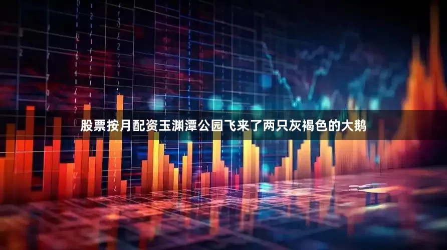 股票按月配资玉渊潭公园飞来了两只灰褐色的大鹅